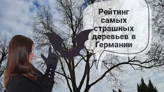 Рейтинг самых страшных деревьев в Германии - 5 странных деревьев, которые вы не видели раньше