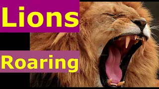 Lion Roaring Lion Roaring - How Lion Roars Video