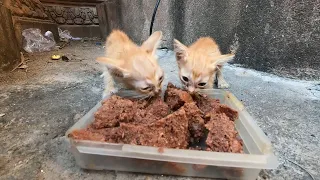 poor kitten at here very happy to have food