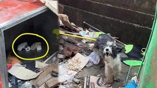 This mama dog had to eat garbage to have milk for her newborn puppies