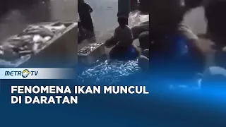 Heboh! Fenomena Ikan Muncul di Daratan