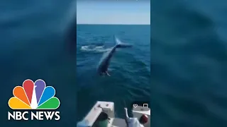 Watch: Video Shows 7-Foot Mako Shark Jump Onto Fishing Boat In Maine