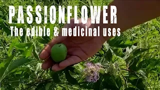 Passionflower  / Wild Apricot / Maypop - Edible & Medicinal Plants in Your Backyard