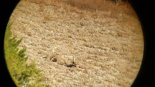 7mm-08 mule deer kill shot