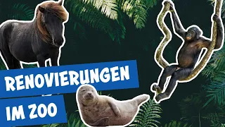 Große Reinigungsaktion im Zoo Berlin | Panda, Gorilla und Co.