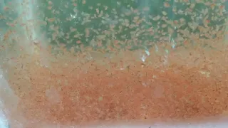 FAIRY SHRIMP VS DAPHNIA MAGNA