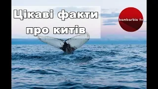 Цікаві факти про китів