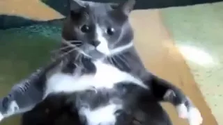 Толстый кот не может встать