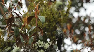 Sword billed Hummingbird (Ensifera ensifera) Colibrí Pico de Espada