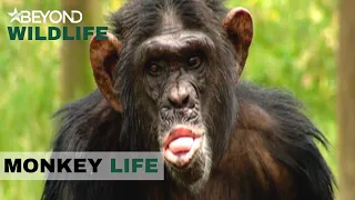 S1E05 | A Chimp Goes Into Emergency Surgery | Monkey Life | Beyond Wildlife