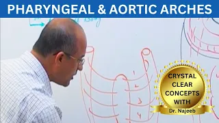 Pharyngeal and Aortic Arches | Embryology🩺