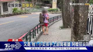 潑猴!搶女童甜筒.蹬遊客頭上搶水瓶 登柴山必學「這幾招」@TVBSNEWS01