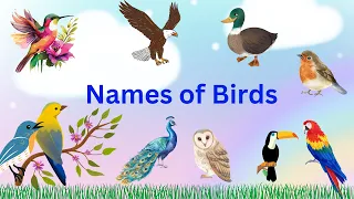 Learn Birds Names for kids | Fun and Educational Video | Learning different bird species