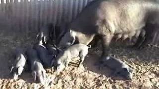 Large Black Hogs: Piglets at 3 Weeks Old