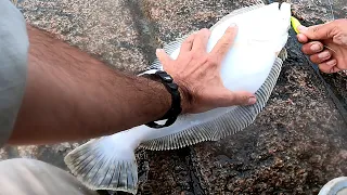 FLUKE FISHING - Jig & Teaser to Gulp for Jetty Summer Flounder