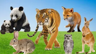 Sound Of Cute Animals, Familiar Animals: Tiger, Panda, Owl, Rabbit, Fox, Kangaroo