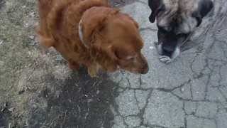 Buddy Playing Fetch