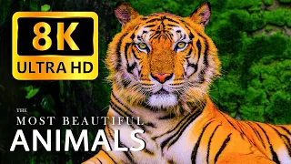 8K Animals - Exploring the MOST BEAUTIFUL ANIMALS 8K on Earth - 8K Video Ultra HD