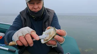 The sea gives delicacies. We collected a bucket of shellfish with my son.