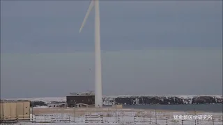 発電用風車の近くを飛ぶオオワシとオジロワシ