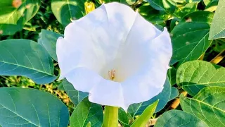 How to Grow Moonflower (Datura) - And Why You Need To