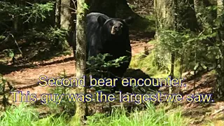 Bears on the Appalachian Trail #blackbear #appalachiantrail #smokeymountains #backpacking #bear