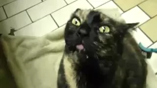 Funny Demon Cat
