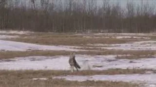Early Spring Coyote Hunting