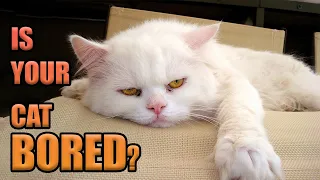 10 Signs Your Cat Is Bored & How to Fix It