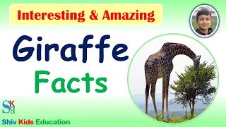 Interesting Giraffe Facts for kids|Animal Facts for Kids|giraffe facts video|animal facts guide