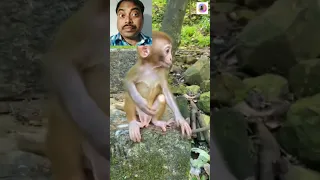 Monkey Eating Rice |Monkey Eating Rice Video |#shorts