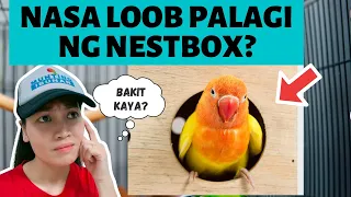 BAKIT LAGING NASA NESTBOX ANG IBON MO? 7 RASON | MUNTING IBUNAN AFRICAN LOVEBIRDS