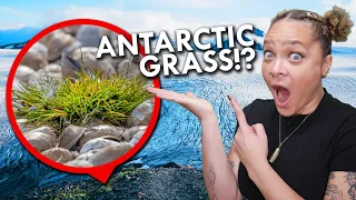 How Grass Conquered The World. Even Antarctica.