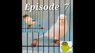 Episode - 7 Gloster canary Australia white grounds & canary feeding