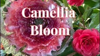 # 38 1/ NL. Camellia bloom