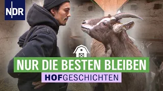 Welche Ziege darf im Wendland bleiben? | Hofgeschichten: Leben auf dem Land (260) | NDR