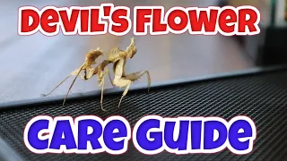 MEET OUR DEVIL'S FLOWER MANTIS! | Care Guide