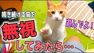 遊んで欲しくて鳴き続ける猫を全力で無視してみた！