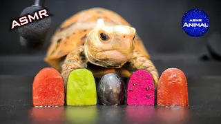 ASMR MUKBANG EATING 7 FOODS 🐢 Turtle Tortoise 109