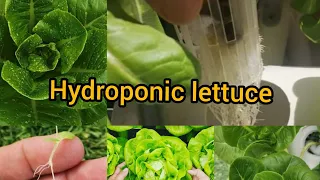 Hydroponic Lettuce For beginner AT Home