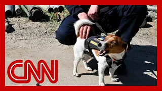 Bomb-sniffing dog called hero after uncovering over 200 Russian bombs