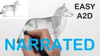 How to Draw a Wolf (NARRATED) Step by Step