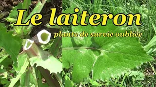 LE LAITERON, plante de survie oubliée