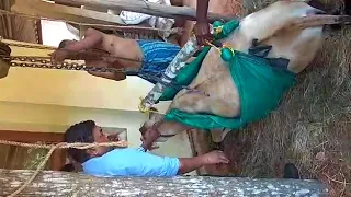 Downer cow lifting using sling Dr Sridhar NB 1