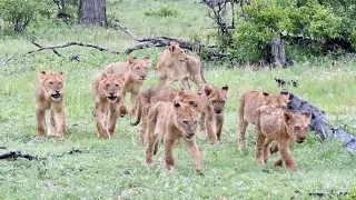 Nine Little Lion Cubs in the Rain! | The Virtual Safari #140