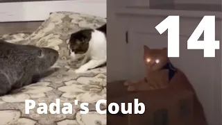 💌Best Coub Приколы V14 - BEST CUBE PADA'S COUB Part 14 - 🌊Memes Cube Compilation