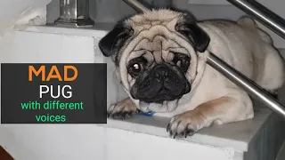 My pug makes funny sound at night | very funny | must see | dogs lover