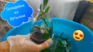 День X настал! Фласка вскрыта! Тайна орхидеи раскрыта🌸