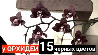 у ОРХИДЕИ 15 черных цветов