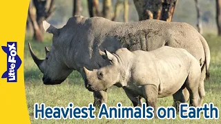 6 Heaviest Animals on Earth | African Elephant, Hippopotamus, Walrus Giraffe, Rhinoceros, Bison